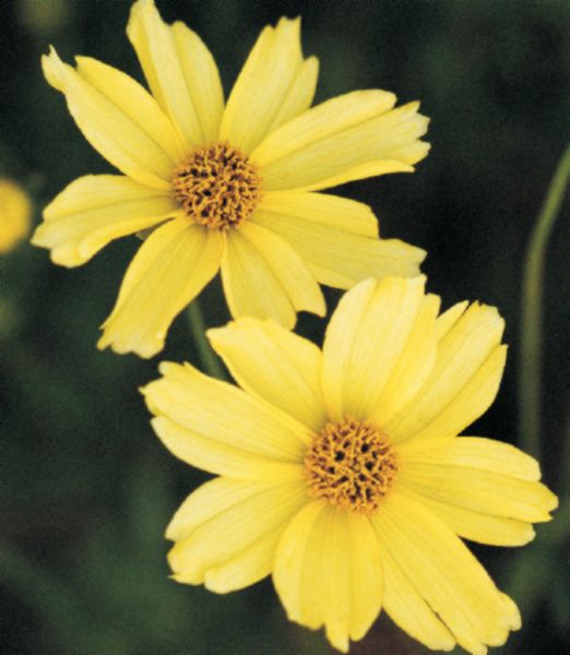 Coreopsis 'Crème Brulée'